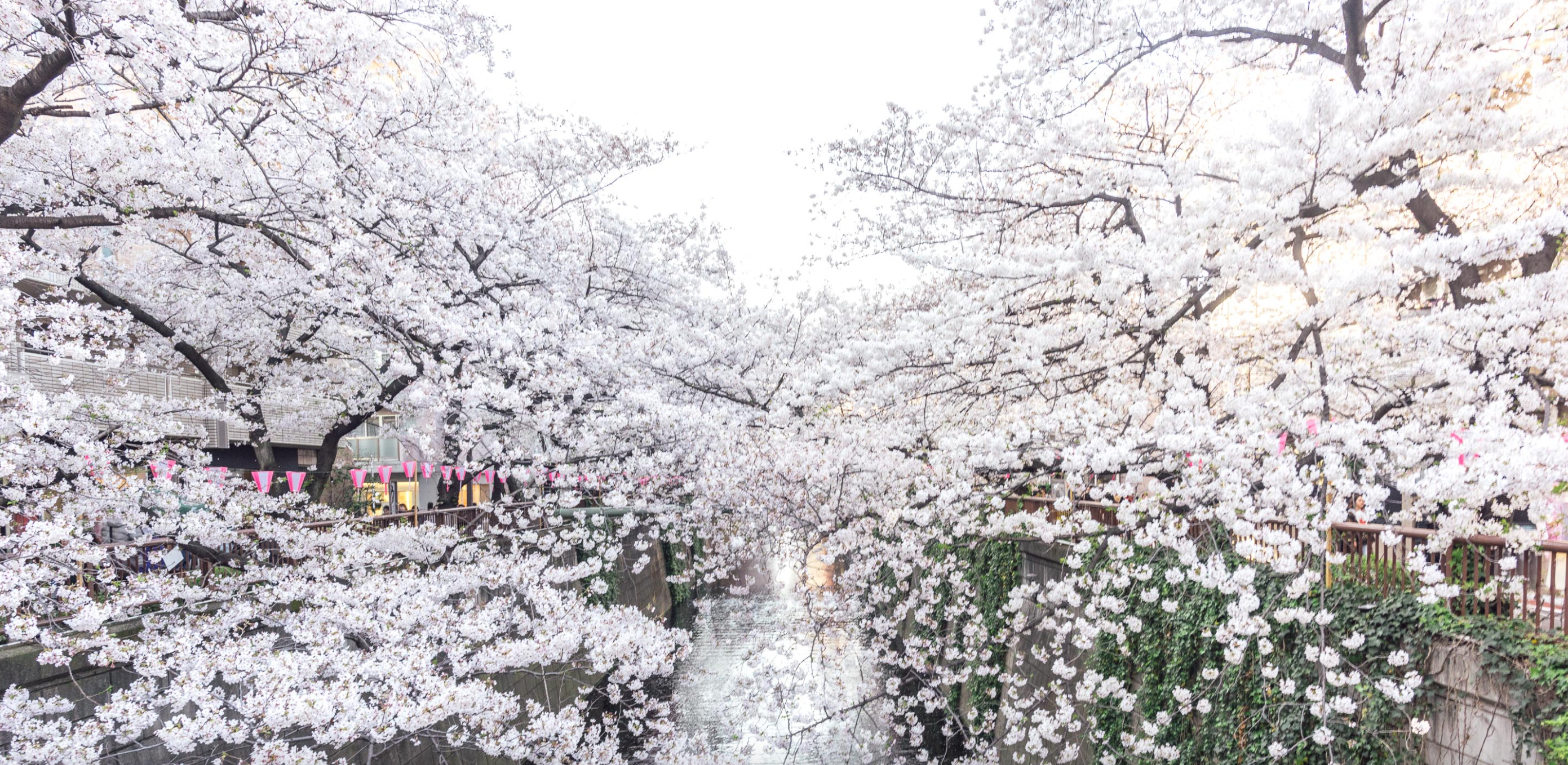 Celebrating Sakura Season