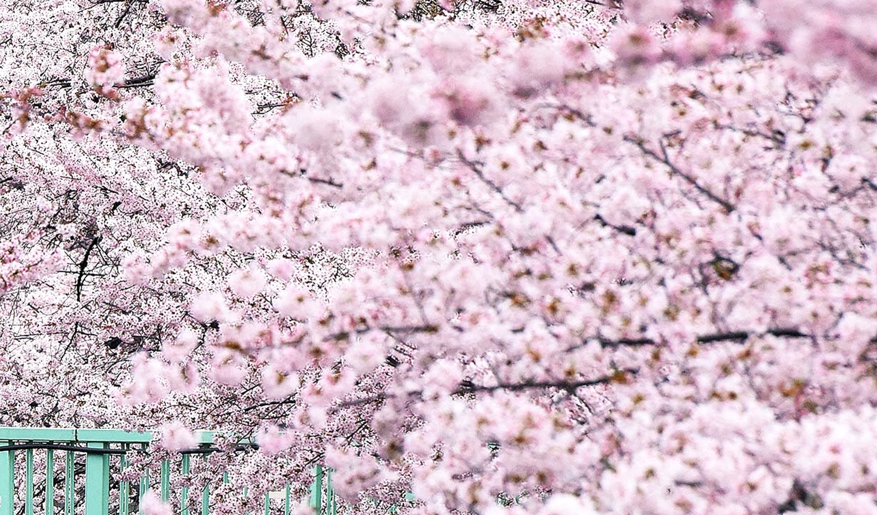 The Importance Of The Cherry Blossom in Japan.